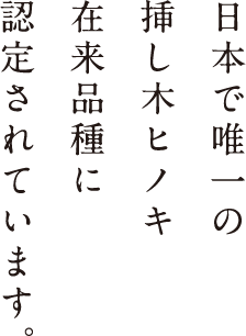日本で唯一の挿し木ヒノキ在来品種に認定されています。