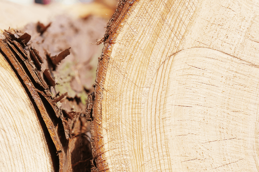 南郷檜　木材